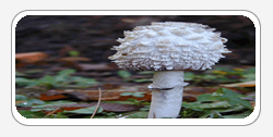 Coprinus